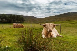 escocia_mg_4566