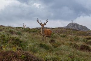 escocia_mg_4608