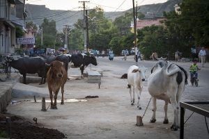 india_mg_2126