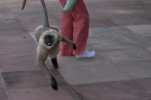 india_mg_2212